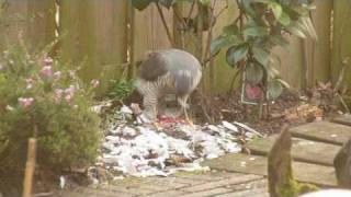 Amilt Vogeldrama In Onze Achtertuin