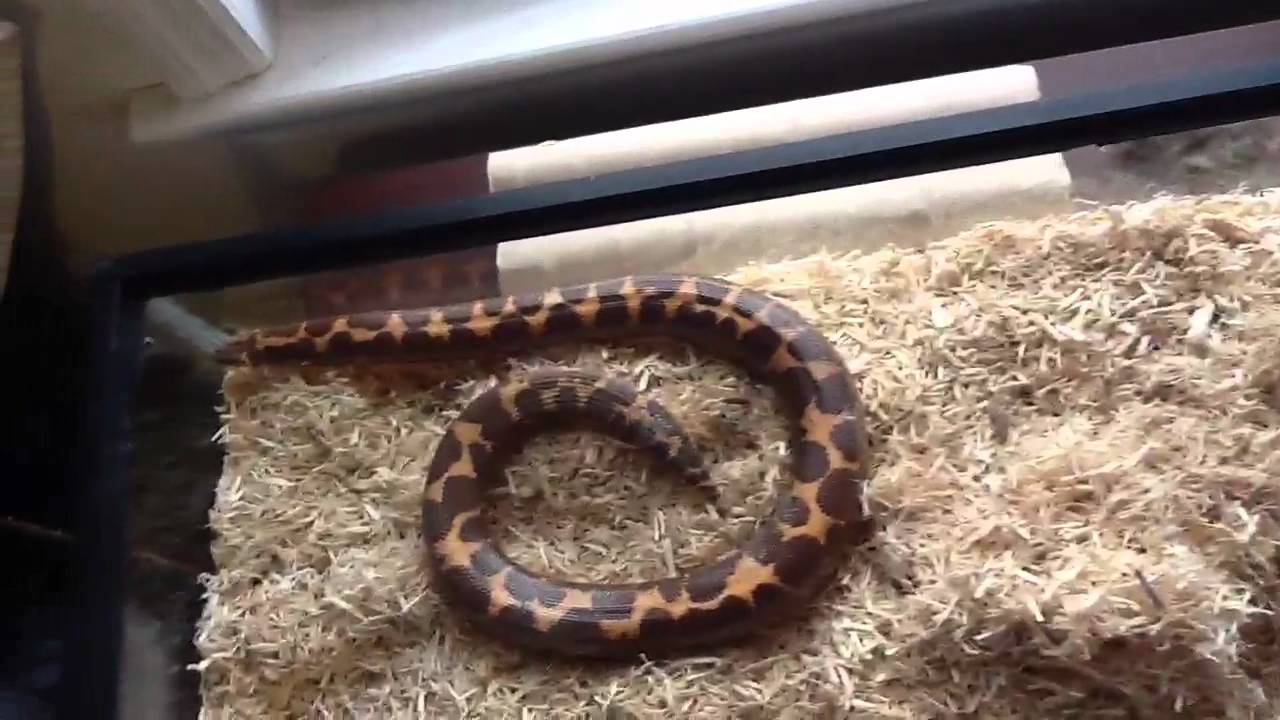 pikachu pokemon Female sand boa group
