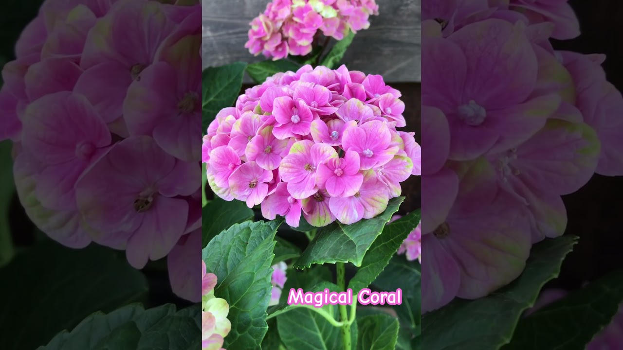 🌸Magical Coral🌸