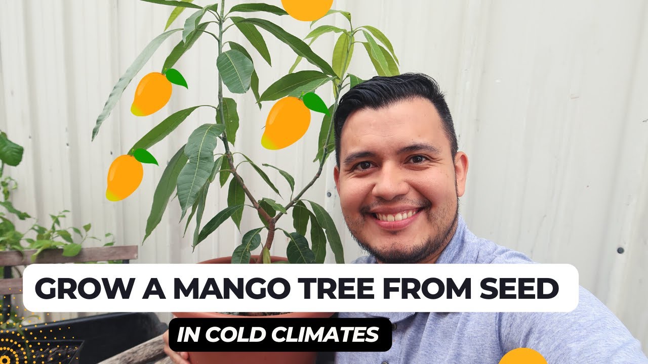 How to grow a mango from seed in cold climates Zone 7a Virginia YouTube