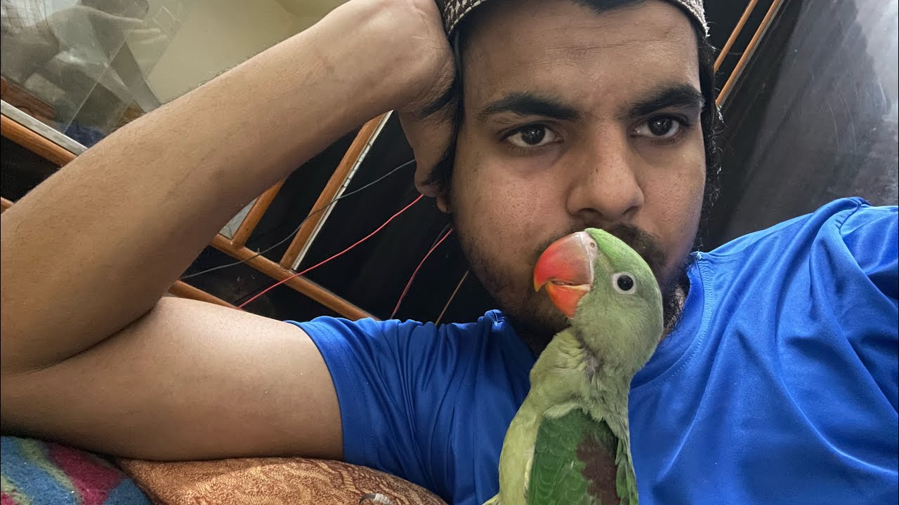 Pahari tota pagal ho gya😂😂 YouTube