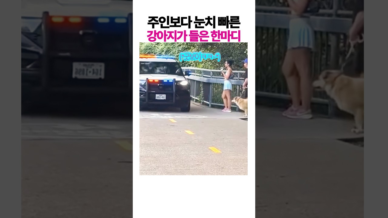 견주보다 먼저 길을 비킨 강아지에게 경찰이 한 말