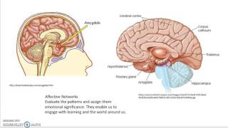 The Learning Networks of the Brain-Part 1.
