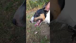 Bull terrier is tired  # shots #tired #bull  #dog #games