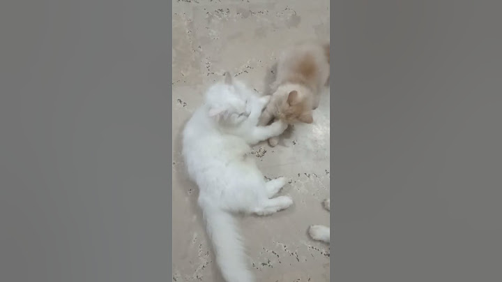 MoM said no more milk 🍼🧸 kitten's kitten's 😸 weaning #subscribe #foryou #shorts #trending #viral
