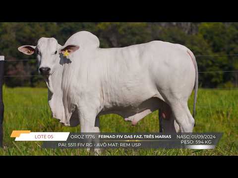 LOTE 05 1776