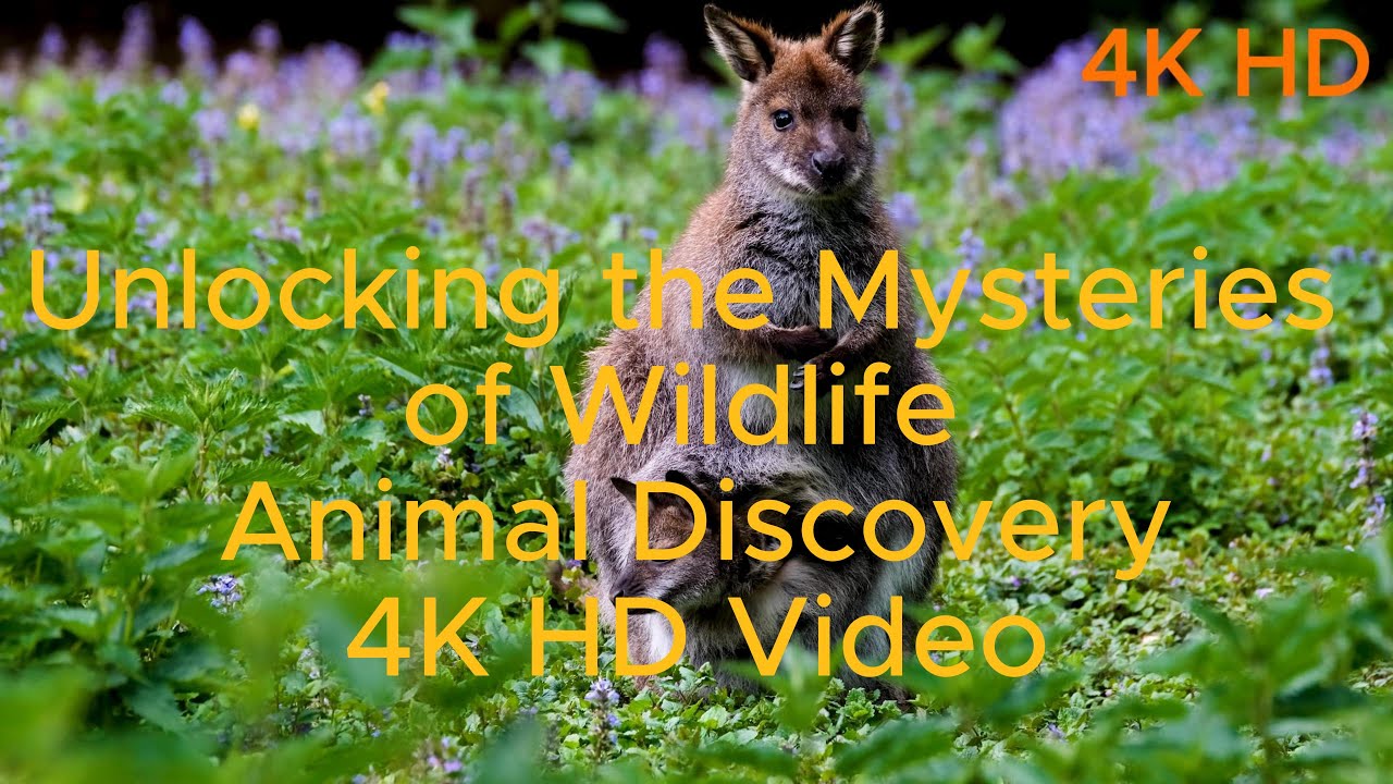 The Mysteries of Wildlife Animal Discovery 4K Full HD VideoUnveiling