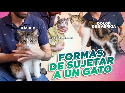 GUÍA PRÁCTICA de cómo SUJETAR Y MANEJAR A UN GATO 🐈⬆️ para CEPILLAR, CORTAR UÑAS, DAR PASTILLA y más