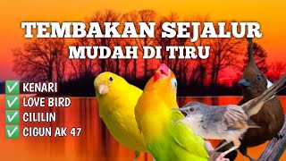 2 jam Tembakan Sejalur Panjang Rapat Gacor!  Kenari, Lovebird, Cililin & Cigun AK47 Mudah Ditiru