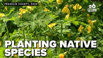 Inspiring and transforming yards with native plant species