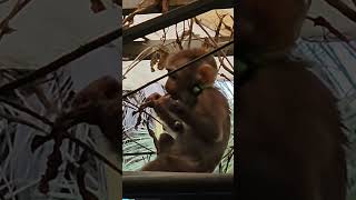 SURI monkeys like to harvest dried beans