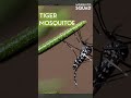 Are Tiger Mosquitoes in Tennessee?