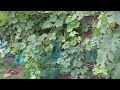 Meine besten blauen Tafeltrauben Sorten, die Podarok Nesw, Furor, Buffalo blau    27.08.2025