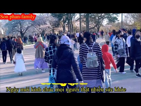 Video Tập .11,xem hoa anh đào nở,high paks,Toronto,công viên... - youtube