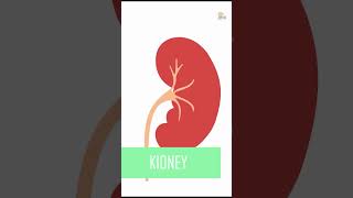 Creatine se Kidney Kharab ?  #supplement #gymvideo #gym #shortsvideo #trending #youtubeshorts