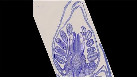 How Microscope Slides Are Made