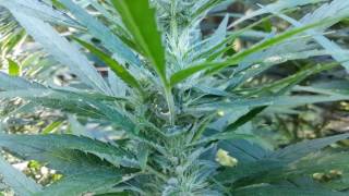 Outdoor Update 08 14 16