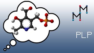 Transamination Mechanism Chemistry Of The Plp Coenzyme