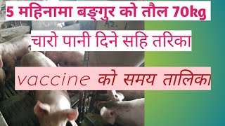 5 महिनामा पूरा हुन्छ बङ्गुर को 70kg तौल। दाना पानी र vaccine दिने सहि तरिका।। unique pig farm.