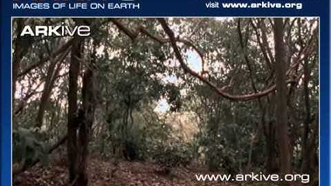 ARKive video C5BE997E AFF9 4DC7 B901 E4E23683878F1