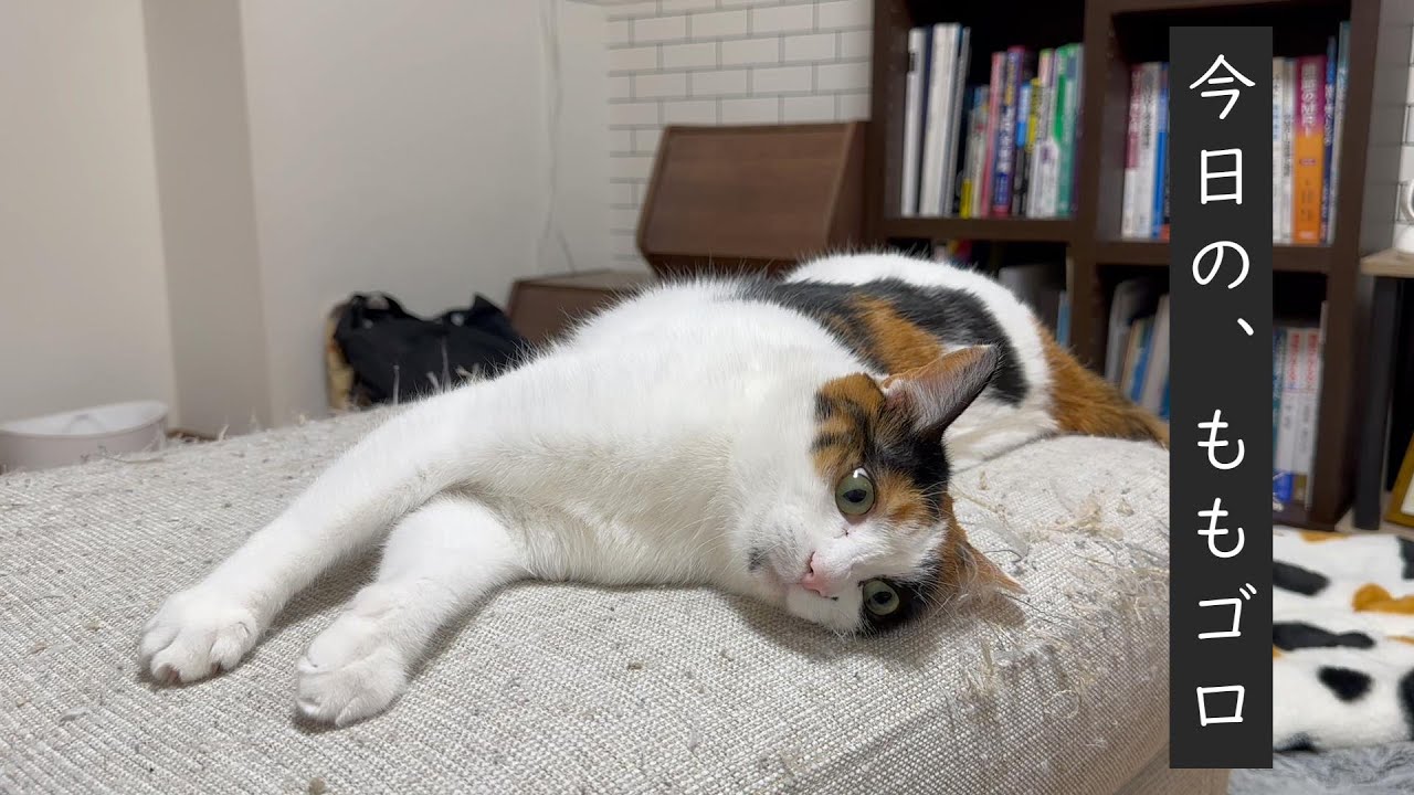 スツールが好きな猫【三毛猫】