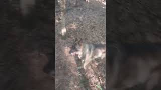 German Shepherd Search and Rescue training day 1376: The days search environment.