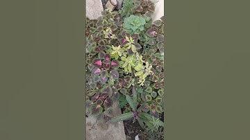 #shotrs #quran #سورة_الكهف #يوم_الجمعة #يارب #الطبيعة #ماهر_المعيقلي #القرآن_الكريم #اذكروا_الله