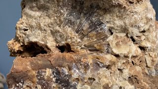 Rock Hounding ⚡️ Fossils, Crystals, & Dinosaur Tracks in Texas Hill Country