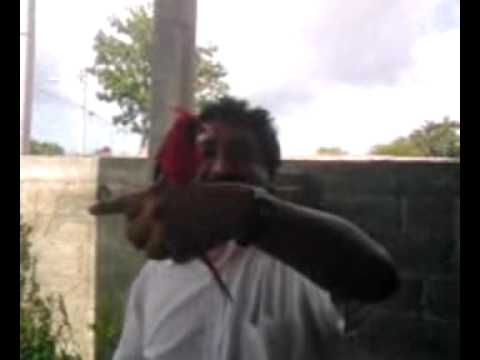 CARDENALES DE JOSE RAUL
