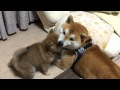 Terrible puppy パパたじたじ ☆柴犬☆コタ&アズ ファミリーの日常