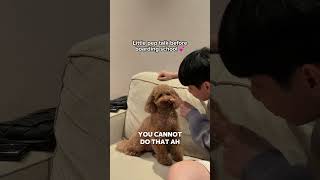 Motivational speech for my dog before he goes to school 🤣