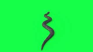 Snake green screen | Green Screen Snake Ruining Copyright Free | Animal Green Screen Free Video