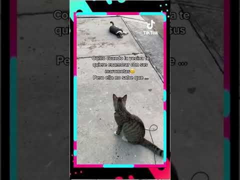 MX_1233_4cf3a27ad8f38fa499ababa634aab18e - MX_1233_4cf3a27ad8f38fa499ababa634aab18e