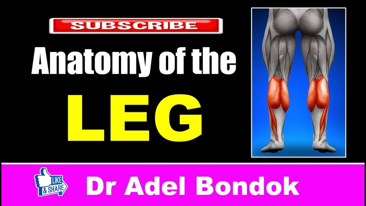 Anatomy of the Leg, Dr Adel Bondok