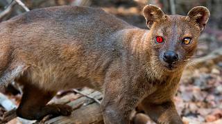 Fossa- Madagascars Ghost Predator Rare Facts, Hunting & Habitat