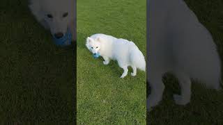 Japanese Spitz  Mugi 7 months old