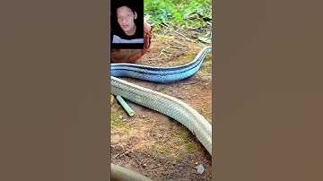 đặt bẫy rắn bằng trái dừa khô cả nhà ơi