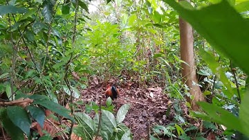 Bẫy ga rừng rặc đâu mùa mới nhất gặp keo chưa kịp đá nhau mà đã dính gio đá rồi 