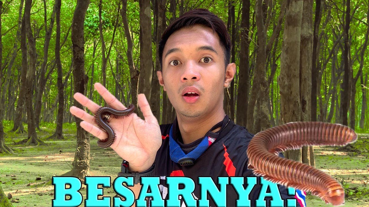 AKU JUMPA ULAT GONGGOK GERGASI