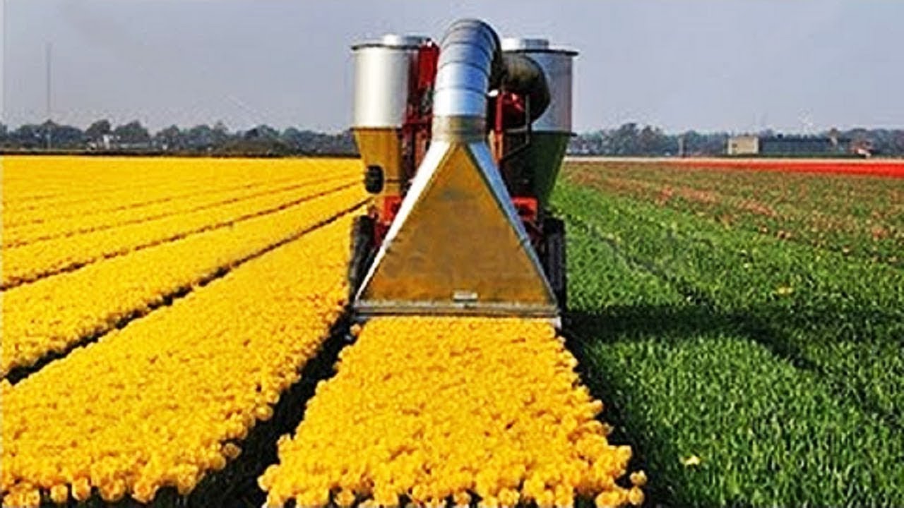 Amazing Modern Flower Harvesting Farming Technology, Latest Agriculture