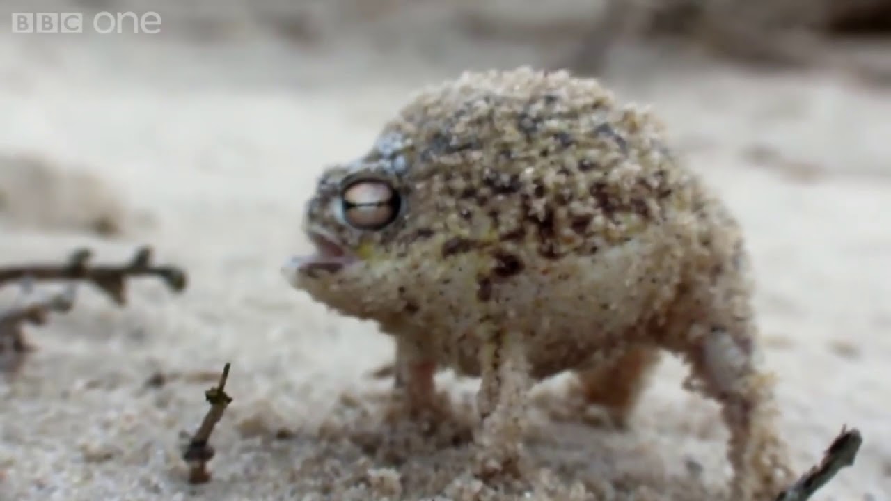 Alex Jones Turned Into A Gay Frog