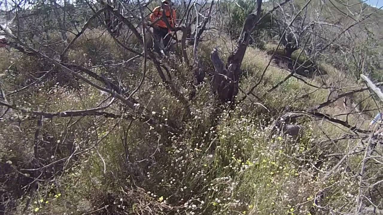 hawaii bird hunting YouTube