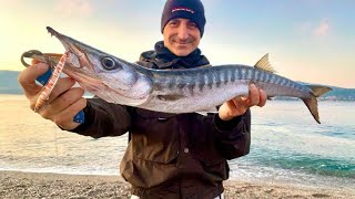 Barracuda Devours Lionfish | Razor-Sharp Teeth and Fierce Appearance