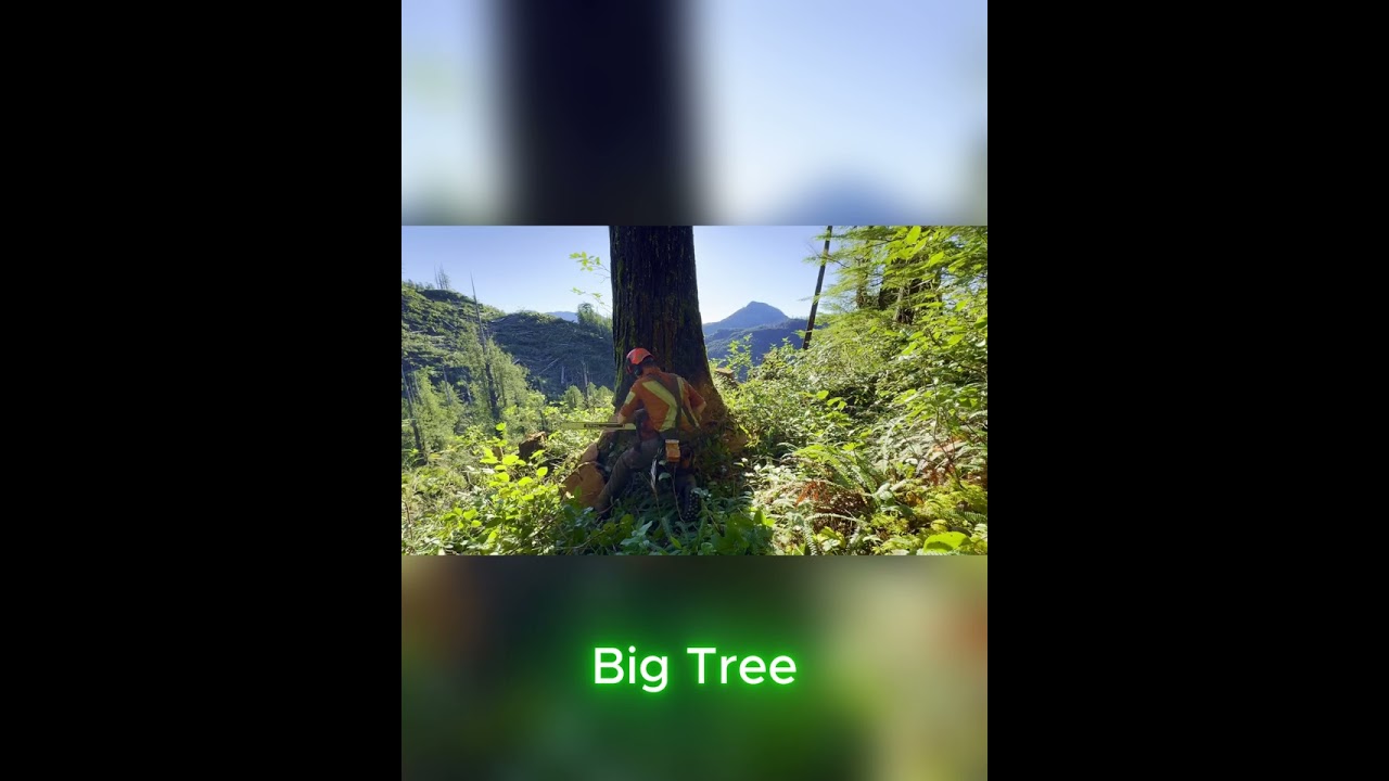 BIG TREE 
