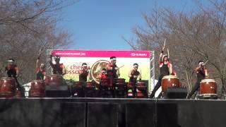 Taiko Drummers At Philadelphia's Cherry Blossom Festival