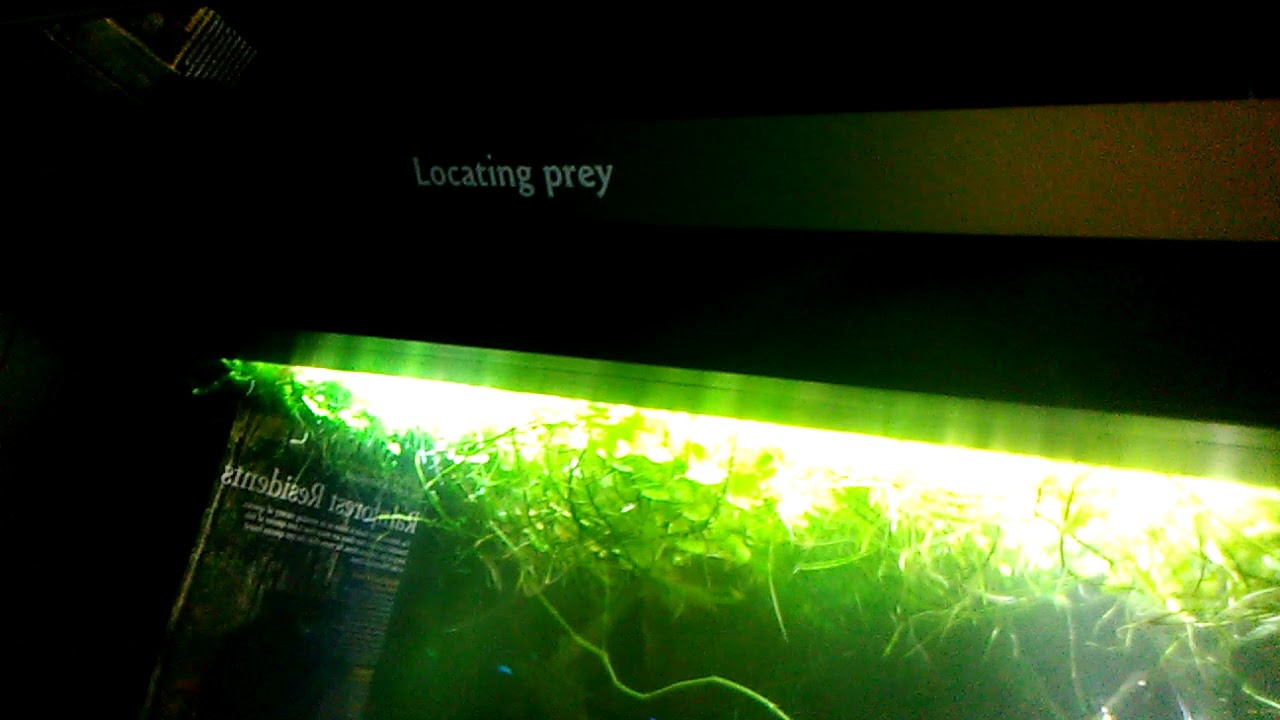 Electric eel in aquarium tank. YouTube