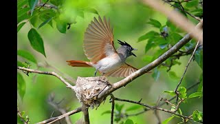 Asian Paradise Flycatcher: Nesting and Feeding | Observing Two Couples and a Rare Rufous Male