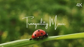 Relaxing Music Video For Stress Relief 4K | Insects, Calm Music |