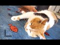 捨て猫がすっかり家ネコ化した件。