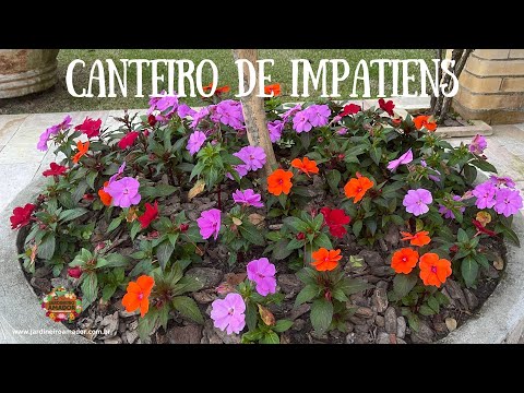 Como plantar impatiens em um canteiro maravilhoso 